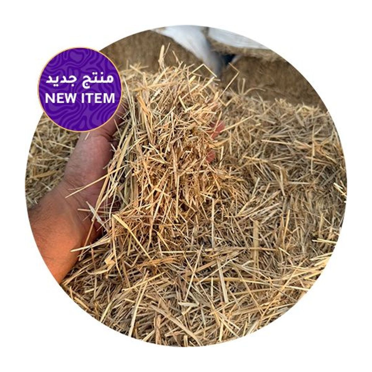 حشيش البرمودا الأمريكي